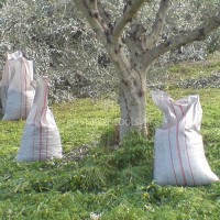 Σακιά Ελαιοσυλλογής 55x105 ελληνικής κατασκευής