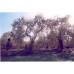 Ελαιόδιχτο 90gr 6x10 μέτρα 028567